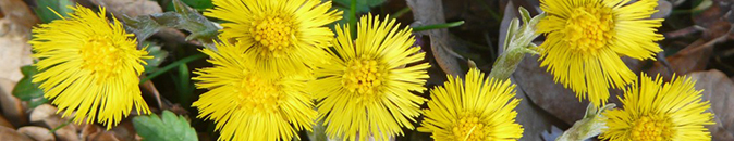 Bogenbau, Bogenbaukurs, Trommelbau, Trommelbaukurs, Indianerflöte, Indianerflöten, Indianerflötenkurs, Survival, Survivalkurs, Wildpflanzen, Wildpflanzenkurs, Leder gerben, Kue^rse, Workshops, Natur, Bachlüten, Bachblütenkurs, Heilpflanzen, Heilpflanzenkurs