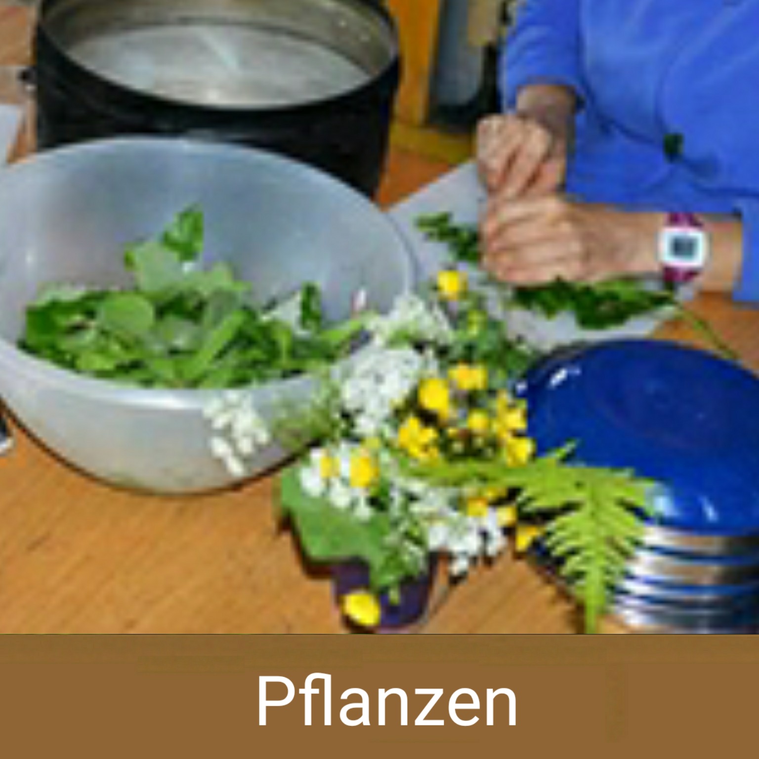 Pflanzen